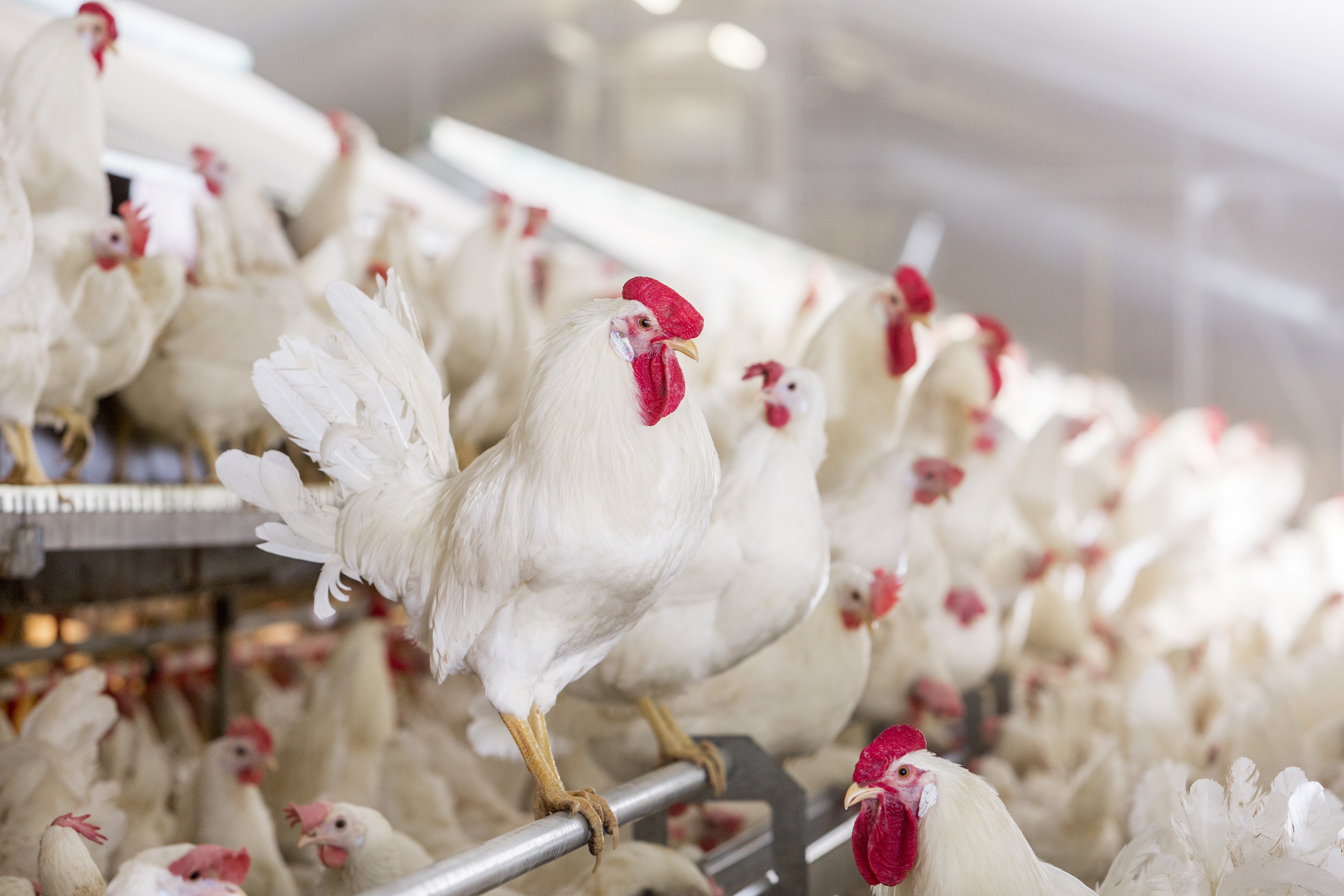 HassabElrasoul Facility